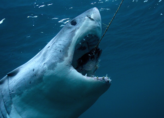 Discovery Channel We wouldn't want to get too close to the great white shark.